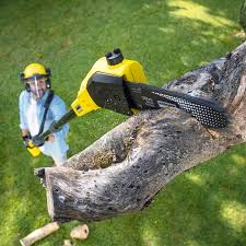 Best Arborist Consultation Services  in Emmaus, PA