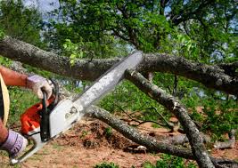 Reliable Emmaus, PA Tree Services Solutions