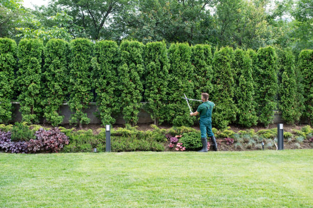 Best Lawn Disease Treatment  in Emmaus, PA