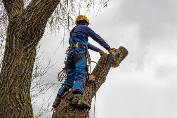 Best Tree Risk Assessment  in Emmaus, PA