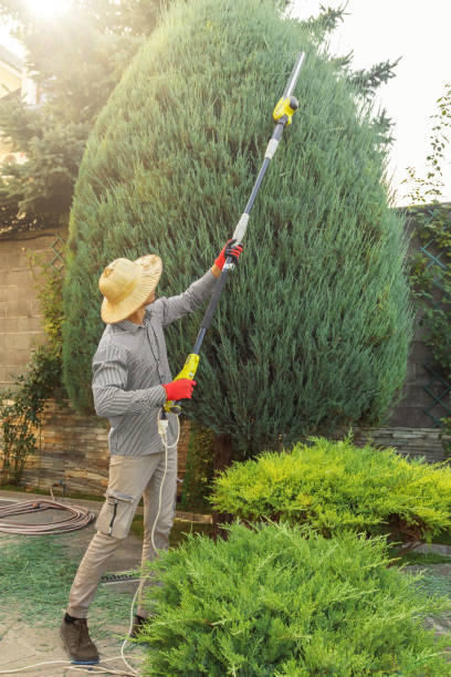 Best Hedge Trimming  in Emmaus, PA